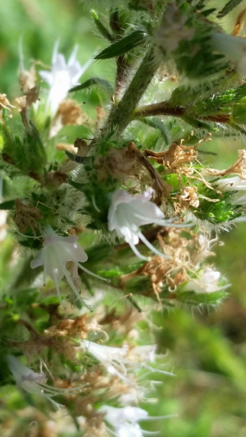 Echium italicum (Boraginaceae)